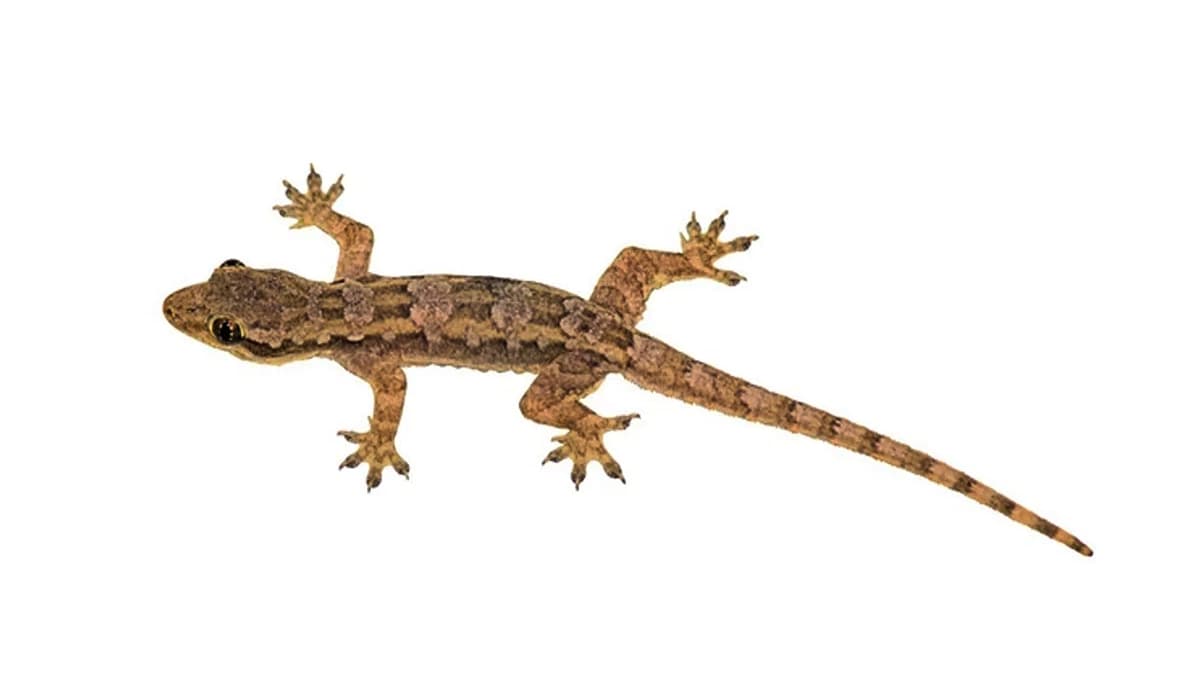 Lizard Control — EcoBug